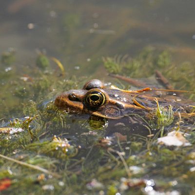 Weyhäuser Weg wegen Amphibienwanderung gesperrt