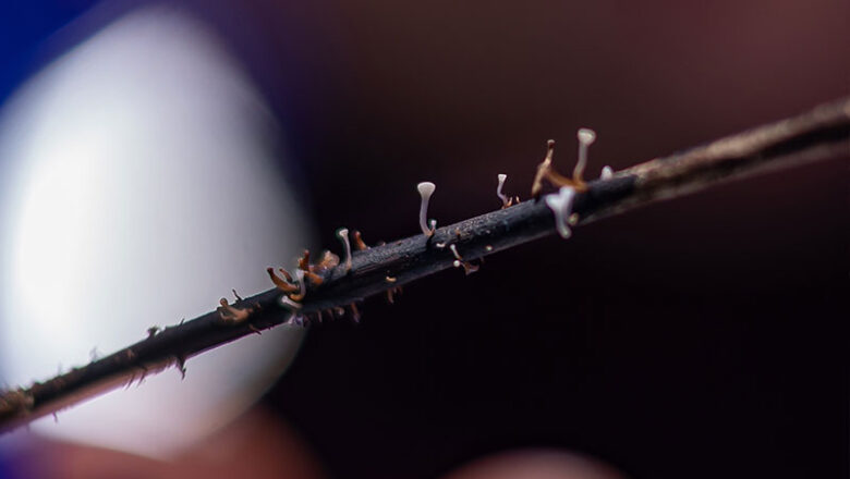 Science Talk: Pilzgeflüster — Was tötet unsere Eschen?