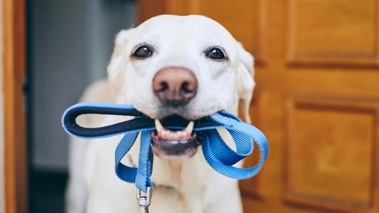 Hunde müssen an die Leine