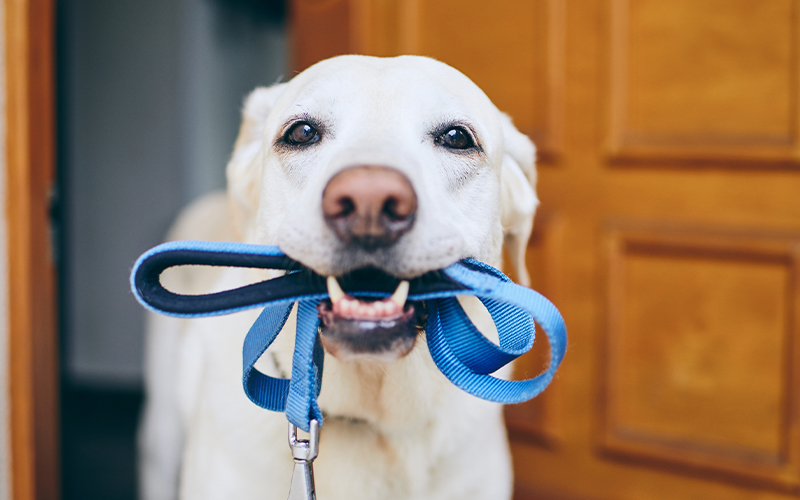 Hunde müssen in Wäldern und Gehölzen seit dem 1. Dezember und bis zum 31. März wieder an die Leine genommen werden.