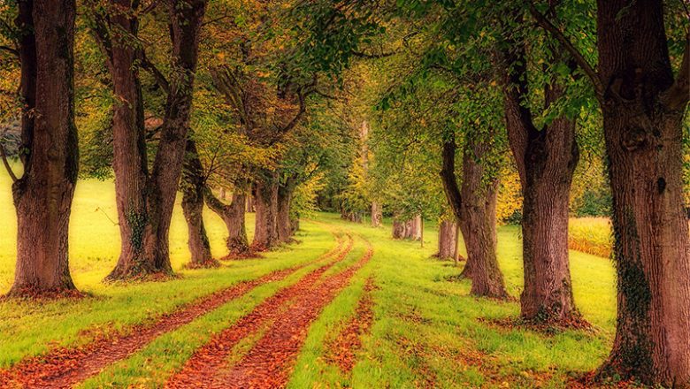 Waldspaziergang durch den Stadtforst