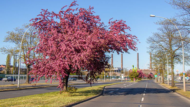 Wolfsburgs Planungen für Straßensanierungen im Sommer laufen auf Hochtouren