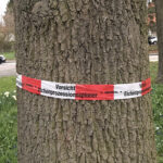 Raupen schlüpfen im Mai