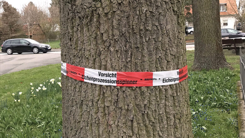 Raupen schlüpfen im Mai