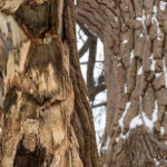 Bäume werden entlang der Breslauer Straße entnommen
