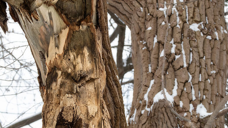 Im Burgpark Neuhaus werden einige Bäume gefällt