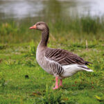 Konzept zum Umgang mit Graugänsen