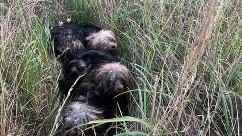 Hunde an der B 244 ausgesetzt