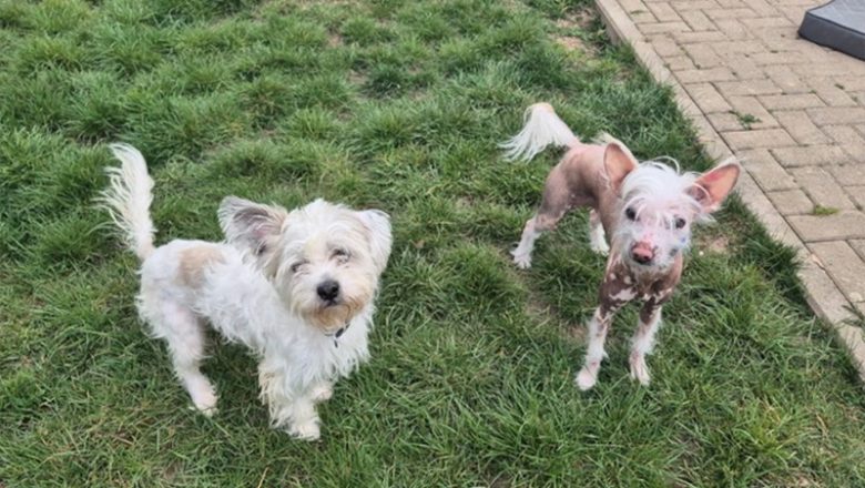 Hunde ausgesetzt – Polizei sucht Zeugen