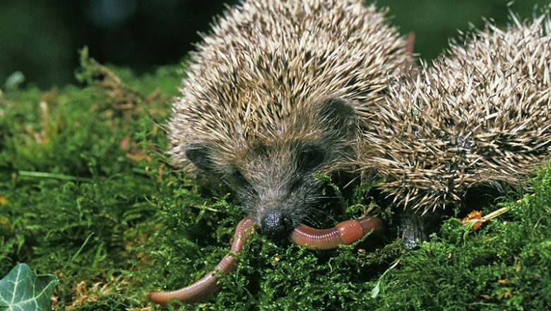 Aktionstag Igel und Regenwurm