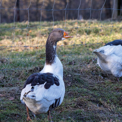 Geflügelpest: Erster Fall in Wolfsburg