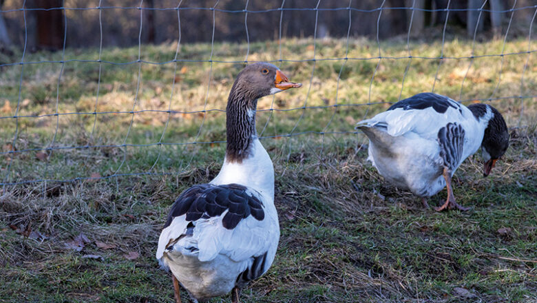 Geflügelpest: Erster Fall in Wolfsburg