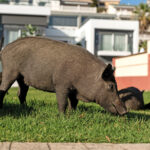 Schweinerei im Garten