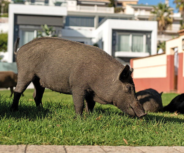 Schweinerei im Garten