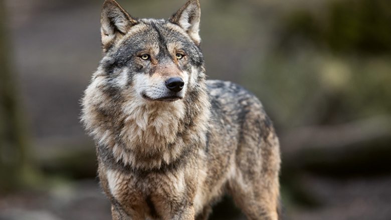 Neuer Umgang mit dem Wolf gefordert