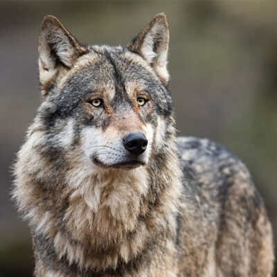 Wolfssichtung im Stadtwald