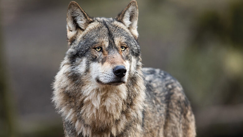 Wolfssichtung im Stadtwald