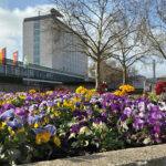 Wolfsburg blüht wieder auf